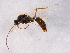  (Odontomachus clarus - BIOUG02761-B12)  @13 [ ] CreativeCommons - Attribution (2012) CBG Photography Group Centre for Biodiversity Genomics