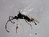  ( - 09BBEHY-1657)  @13 [ ] CreativeCommons - Attribution (2010) CBG Photography Group Centre for Biodiversity Genomics