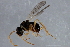  (Diastrophini - 09BBEHY-1757)  @15 [ ] CreativeCommons - Attribution (2010) CBG Photography Group Centre for Biodiversity Genomics