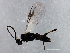  ( - 09BBEHY-1924)  @13 [ ] CreativeCommons - Attribution (2010) CBG Photography Group Centre for Biodiversity Genomics