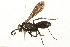  ( - 09BBEHY-1196)  @14 [ ] CreativeCommons - Attribution (2010) Unspecified Centre for Biodiversity Genomics
