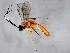  ( - 09BBEHY-2200)  @13 [ ] CreativeCommons - Attribution (2010) CBG Photography Group Centre for Biodiversity Genomics