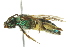  (Agapostemon femoratus - 10BBHYM-0594)  @14 [ ] CreativeCommons - Attribution (2010) CBG Photography Group Centre for Biodiversity Genomics