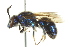  (Augochloropsis anonyma - 10BBHYM-0611)  @14 [ ] CreativeCommons - Attribution (2010) CBG Photography Group Centre for Biodiversity Genomics