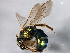  ( - 10BBHYM-1027)  @14 [ ] CreativeCommons - Attribution (2010) CBG Photography Group Centre for Biodiversity Genomics