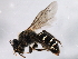  ( - 10BBHYM-1070)  @14 [ ] CreativeCommons - Attribution (2010) CBG Photography Group Centre for Biodiversity Genomics