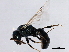  ( - 10BBHYM-1082)  @14 [ ] CreativeCommons - Attribution (2010) CBG Photography Group Centre for Biodiversity Genomics