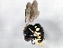  ( - 10BBHYM-1152)  @13 [ ] CreativeCommons - Attribution (2010) CBG Photography Group Centre for Biodiversity Genomics