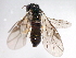  ( - 10BBHYM-1160)  @12 [ ] CreativeCommons - Attribution (2010) CBG Photography Group Centre for Biodiversity Genomics