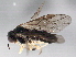  ( - 10BBHYM-1173)  @12 [ ] CreativeCommons - Attribution (2010) CBG Photography Group Centre for Biodiversity Genomics