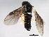  ( - 10BBHYM-1174)  @12 [ ] CreativeCommons - Attribution (2010) CBG Photography Group Centre for Biodiversity Genomics