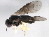  ( - 10BBHYM-1175)  @14 [ ] CreativeCommons - Attribution (2010) CBG Photography Group Centre for Biodiversity Genomics