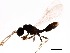  (Xenomyrmex floridanus - 10BBHYM-1416)  @13 [ ] CreativeCommons - Attribution (2010) CBG Photography Group Centre for Biodiversity Genomics
