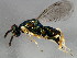  (Torymus chrysochlorus - 10BBCHY-0410)  @15 [ ] CreativeCommons - Attribution (2010) CBG Photography Group Centre for Biodiversity Genomics