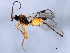  (Hellenius - 10BBCHY-0555)  @13 [ ] CreativeCommons - Attribution (2010) CBG Photography Group Centre for Biodiversity Genomics