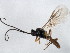  ( - 10BBCHY-0827)  @12 [ ] CreativeCommons - Attribution (2010) CBG Photography Group Centre for Biodiversity Genomics