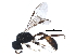  ( - 10BBCHY-1610)  @14 [ ] CreativeCommons - Attribution (2016) CBG Photography Group Centre for Biodiversity Genomics