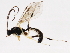  ( - 10BBCHY-0963)  @14 [ ] CreativeCommons - Attribution (2010) CBG Photography Group Centre for Biodiversity Genomics
