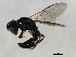  ( - 10BBCHY-0968)  @12 [ ] CreativeCommons - Attribution (2010) CBG Photography Group Centre for Biodiversity Genomics
