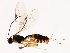  ( - 10BBCHY-1051)  @13 [ ] CreativeCommons - Attribution (2010) CBG Photography Group Centre for Biodiversity Genomics
