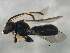  ( - 10BBCHY-1245)  @13 [ ] CreativeCommons - Attribution (2010) CBG Photography Group Centre for Biodiversity Genomics