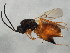  ( - 10BBCHY-1392)  @14 [ ] CreativeCommons - Attribution (2010) CBG Photography Group Centre for Biodiversity Genomics