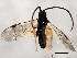  ( - 10BBCHY-1705)  @13 [ ] CreativeCommons - Attribution (2010) CBG Photography Group Centre for Biodiversity Genomics