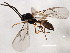  ( - 10BBCHY-1708)  @13 [ ] CreativeCommons - Attribution (2010) CBG Photography Group Centre for Biodiversity Genomics