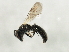  (Panurginus atriceps - 10BBCHY-1774)  @14 [ ] CreativeCommons - Attribution (2010) CBG Photography Group Centre for Biodiversity Genomics