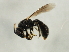  ( - 10BBCHY-1813)  @13 [ ] CreativeCommons - Attribution (2010) CBG Photography Group Centre for Biodiversity Genomics