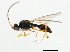  ( - 10BBCHY-1816)  @12 [ ] CreativeCommons - Attribution (2010) CBG Photography Group Centre for Biodiversity Genomics