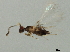  ( - 10BBCHY-1818)  @11 [ ] CreativeCommons - Attribution (2010) CBG Photography Group Centre for Biodiversity Genomics