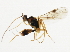  ( - 10BBCHY-1896)  @12 [ ] CreativeCommons - Attribution (2010) CBG Photography Group Centre for Biodiversity Genomics