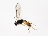  ( - 10BBCHY-2090)  @12 [ ] CreativeCommons - Attribution (2010) CBG Photography Group Centre for Biodiversity Genomics
