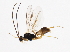  ( - 10BBCHY-2091)  @13 [ ] CreativeCommons - Attribution (2010) CBG Photography Group Centre for Biodiversity Genomics