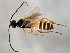  ( - 10BBCHY-2137)  @12 [ ] CreativeCommons - Attribution (2010) CBG Photography Group Centre for Biodiversity Genomics