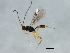  ( - 10BBCHY-2321)  @12 [ ] CreativeCommons - Attribution (2010) CBG Photography Group Centre for Biodiversity Genomics