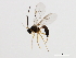  ( - 10BBCHY-2333)  @13 [ ] CreativeCommons - Attribution (2010) CBG Photography Group Centre for Biodiversity Genomics