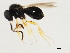  ( - 10BBCHY-2379)  @13 [ ] CreativeCommons - Attribution (2010) CBG Photography Group Centre for Biodiversity Genomics