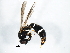  ( - 10BBCHY-2388)  @13 [ ] CreativeCommons - Attribution (2010) CBG Photography Group Centre for Biodiversity Genomics