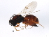 ( - 10BBCHY-2578)  @13 [ ] CreativeCommons - Attribution (2010) CBG Photography Group Centre for Biodiversity Genomics