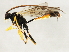  ( - 10BBCHY-2766)  @13 [ ] CreativeCommons - Attribution (2010) CBG Photography Group Centre for Biodiversity Genomics