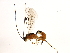  ( - 10BBCHY-2768)  @14 [ ] CreativeCommons - Attribution (2010) CBG Photography Group Centre for Biodiversity Genomics