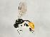  ( - 10BBCHY-2784)  @13 [ ] CreativeCommons - Attribution (2010) CBG Photography Group Centre for Biodiversity Genomics