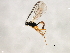  ( - 10BBCHY-2806)  @12 [ ] CreativeCommons - Attribution (2010) CBG Photography Group Centre for Biodiversity Genomics