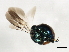  ( - 10BBCHY-2819)  @13 [ ] CreativeCommons - Attribution (2010) CBG Photography Group Centre for Biodiversity Genomics