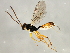  ( - 10BBCHY-2836)  @13 [ ] CreativeCommons - Attribution (2010) CBG Photography Group Centre for Biodiversity Genomics