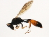  ( - 10BBCHY-2847)  @13 [ ] CreativeCommons - Attribution (2010) CBG Photography Group Centre for Biodiversity Genomics