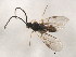  ( - 10BBCHY-2887)  @13 [ ] CreativeCommons - Attribution (2010) CBG Photography Group Centre for Biodiversity Genomics