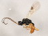  ( - 10BBCHY-2928)  @13 [ ] CreativeCommons - Attribution (2010) CBG Photography Group Centre for Biodiversity Genomics